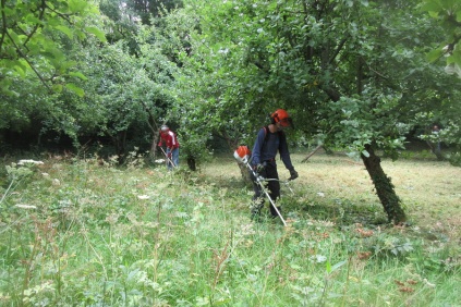mowing and raking the orchard floor to control rank grasses and other flowering species